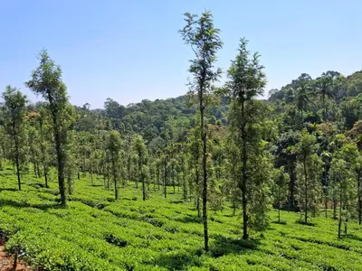 a field of tea plantations in the hills at Vidman Homey Huts in Tindummal
