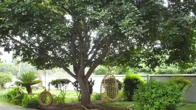 a swing hanging from a tree in a yard at Carpe DiemStay in Kushālnagar