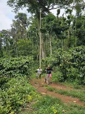 two people riding bikes on a dirt trail in a forest at Misty Woods Resort in Kakkabe
