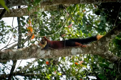 a squirrel is sitting on a tree branch at Wild Planet Jungle Resort in Devāla