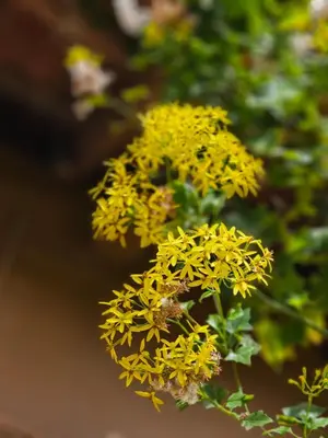 a bunch of yellow flowers with a bee on them at NATURE CASTLE -Traditional villa,Vattavada in Kottakamboor