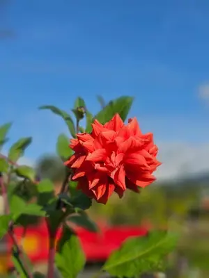a red flower on a plant with the sky in the background at NATURE CASTLE -Traditional villa,Vattavada in Kottakamboor