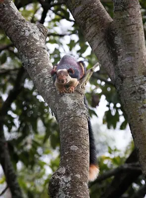 a squirrel sitting on top of a tree branch at Fairy Glen in Coonoor