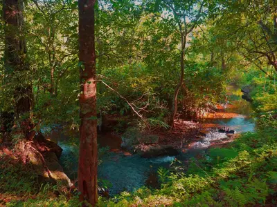 a river in the middle of a forest at Wayanad Wild - A CGH Earth Experience in Vythiri
