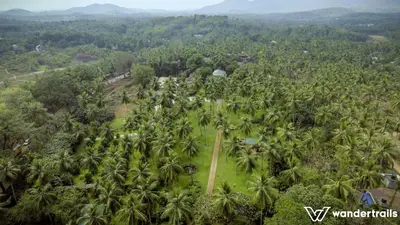 an aerial view of a bunch of palm trees at Teak Town in Nilambūr