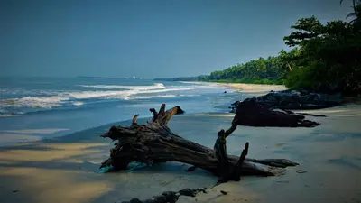 a piece of driftwood on a beach near the ocean at White Shell Beach House in Kannur