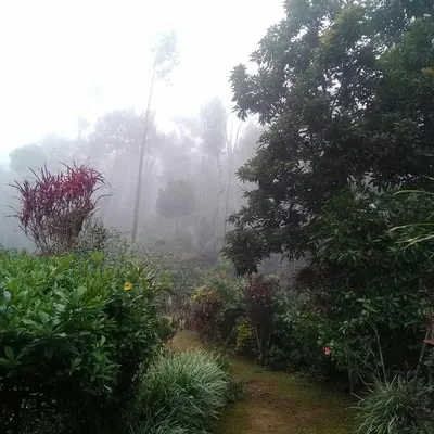 a misty garden with flowers and trees in the background at Hill side estate in Madikeri
