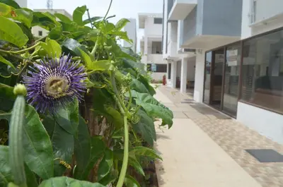 a plant with a purple flower next to a building at Blackroots Serviced Apartments in Coimbatore