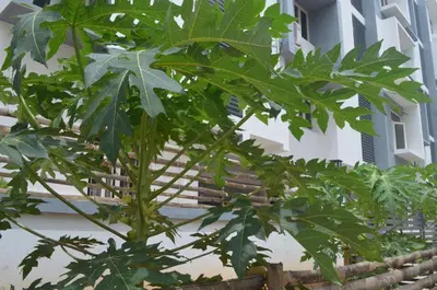 a tree with green leaves in front of a building at Blackroots Serviced Apartments in Coimbatore