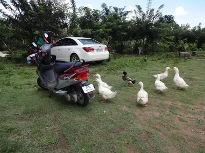 a group of ducks standing next to a motor scooter at Green Hills Farm And Guest House in Masinagudi