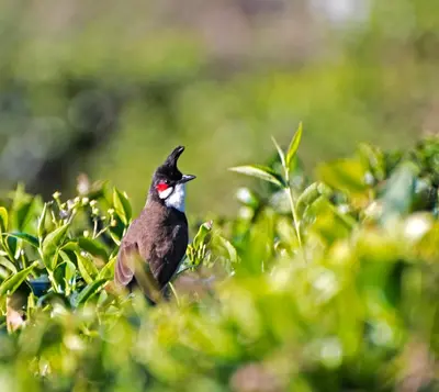 a bird sitting on top of a bush at Teanest Nightingale by Nature Resorts and Stays in Kotagiri