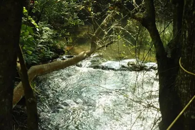 a stream of water in a forest with trees at River Valley Resort in Masinagudi