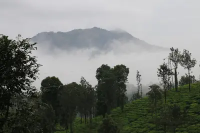 a misty hill with trees and a mountain in the background at Green Garden Lotus Villa in Kaniyāmbetta