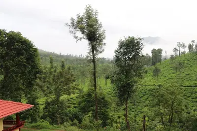 a view of a lush green hillside with trees at Green Garden Lotus Villa in Kaniyāmbetta