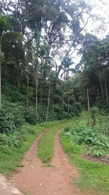 a dirt road in a field with palm trees at Kwality Estate in Madikeri