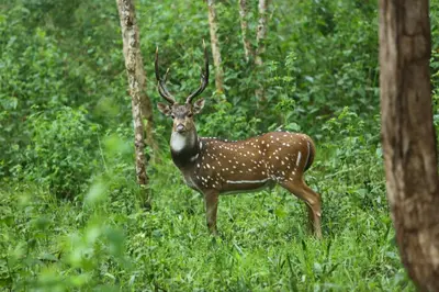 a deer standing in the grass in a forest at ExoticaHolidays in Sultan Bathery