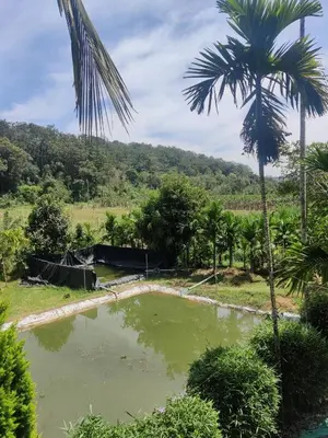 a pond in a field with a palm tree at ExoticaHolidays in Sultan Bathery