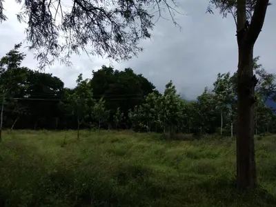 a field of grass with a tree in the foreground at Singaras Coffee Country in Masinagudi