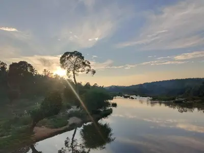 a tree sitting on the side of a river at Kalidasa Tree House and Villa, Wayanad in Chekadi