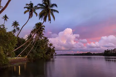 a group of palm trees on the shore of a body of water at Cranganor History Café & Riverside Château in Parūr