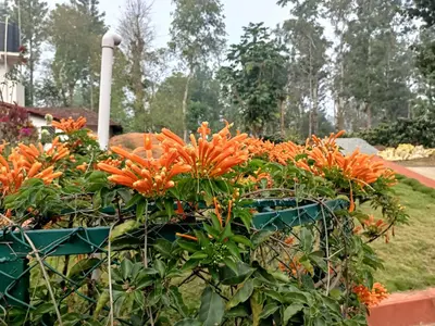 a bunch of orange flowers in a garden at Coorg Kolamotte in Gonikoppal