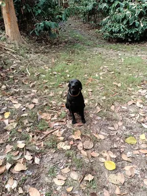 a black dog standing on the grass in a field at Coorg Kolamotte in Gonikoppal