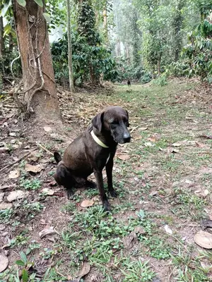a black dog sitting on the ground next to a tree at Coorg Kolamotte in Gonikoppal