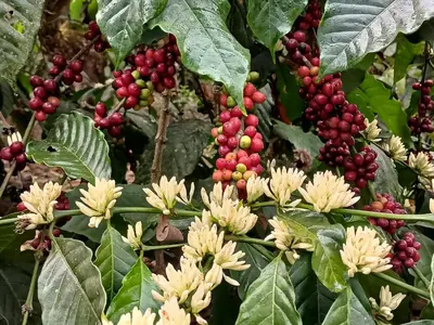 a bunch of berries and flowers on a plant at Coorg Kolamotte in Gonikoppal