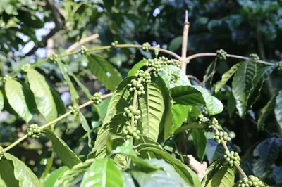 a bunch of green leaves on a tree at Coorg Kolamotte in Gonikoppal