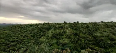 an overhead view of a green hill with trees at KSTDC Hotel Mayura Bharachukki, Shivanasamudra in Sivasamudram