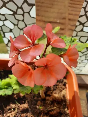 a bunch of pink flowers in a pot at Sunset Valley Holiday Inn in Ooty