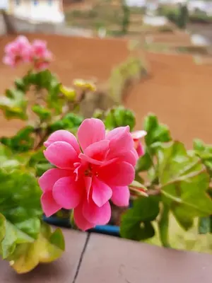 a pink flower sitting on top of a table at Sunset Valley Holiday Inn in Ooty