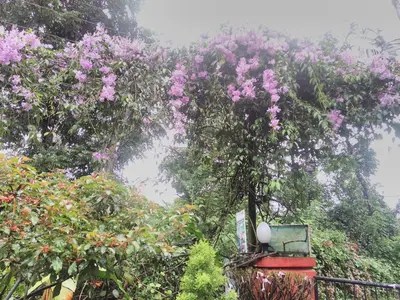 a tree with pink flowers on it in a garden at The Four Seasons in Kalpetta
