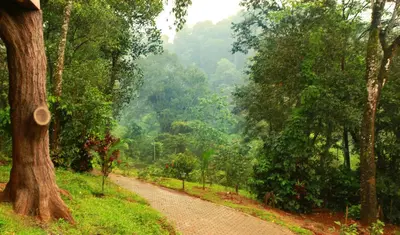 a dirt road in the middle of a forest at Vythiri Village in Vythiri