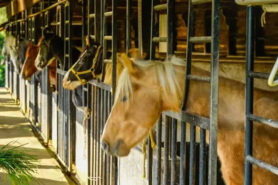 a group of horses looking out of their stalls at Destiny - The Farm Resort in Ooty