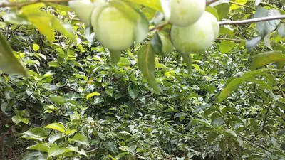 a bunch of green apples hanging from a tree at Kanthalloor Homestay Snow White Holiday Homes in Kanthalloor