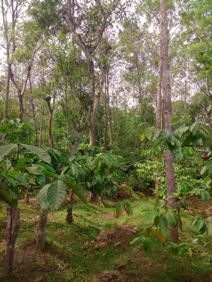 a forest filled with trees and green plants at Dreams Home Estate Stay in Suntikoppa