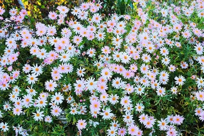 a bunch of white flowers in the grass at Logan Camp Ooty in Coonoor