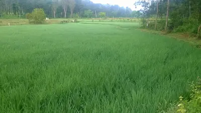 a large field of green grass with trees in the background at RAI COTTAGE @ Coorg ,Suntikoppa in Suntikoppa