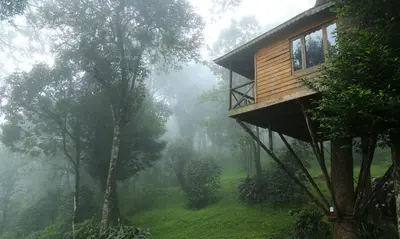 a tree house in the mist in the forest at Nature Zone Jungle Resort- Experience the Wilderness & Adventure in Munnar