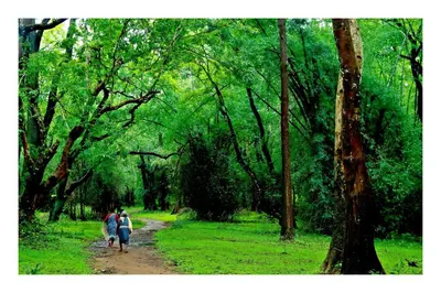 two people walking down a dirt path in a forest at Vayal Veedu in Muthanga
