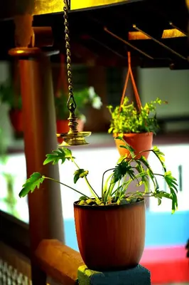 two potted plants in a pot on a table at Keloth Tharavadu in Panamaram