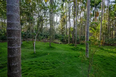 a green field with trees in a forest at StayVista at Tall Silver with Infinity Pool & Breakfast -2BR in Madikeri