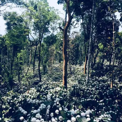 a forest filled with lots of flowers and trees at Pristine Hills in Meppādi