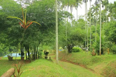 a park with a palm tree and a swimming pool at Vintage Garden Resort in Sultan Bathery
