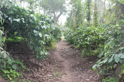 a dirt trail in the middle of a forest at Whistling Woods Farm Stay in Kushālnagar