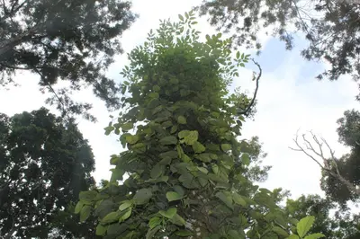 a tall tree in the middle of some trees at Whistling Woods Farm Stay in Kushālnagar