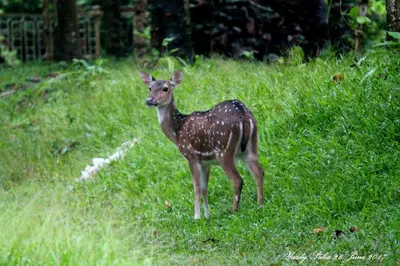 a baby deer standing in a field of grass at Woodside Homestay Wayanad in Batheri