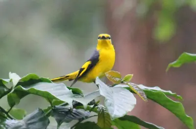 a yellow bird perched on top of a tree branch at Woodside Homestay Wayanad in Batheri