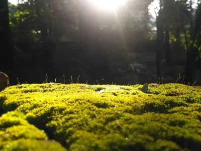 a field of moss with the sun in the background at Ocean Stay in Nedumbassery
